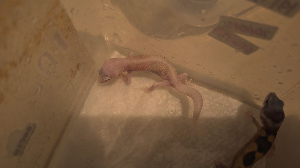 Macksnow Raptor Eclipse Enigma Tremper Albino