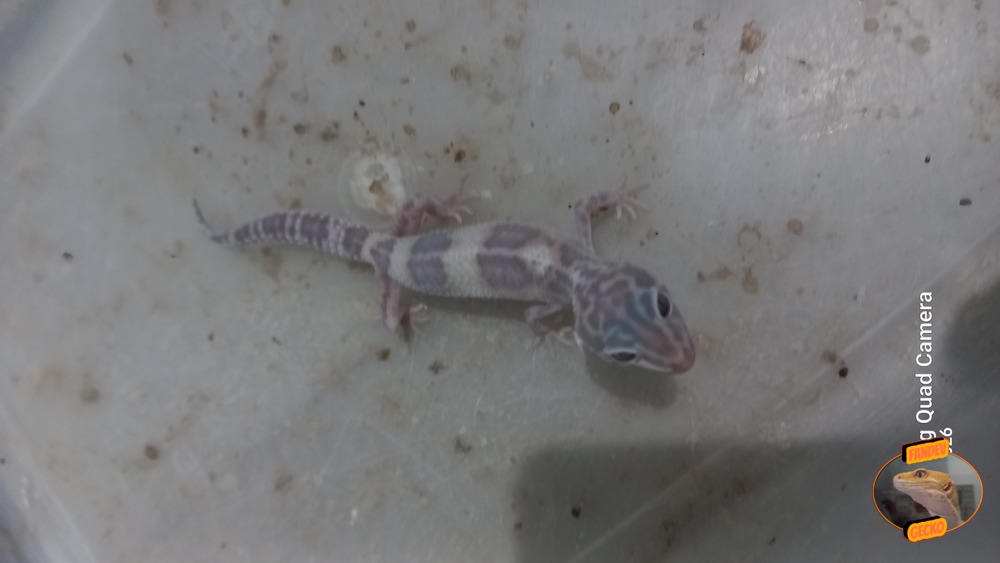 Macksnow Raptor Eclipse Enigma Tremper Albino