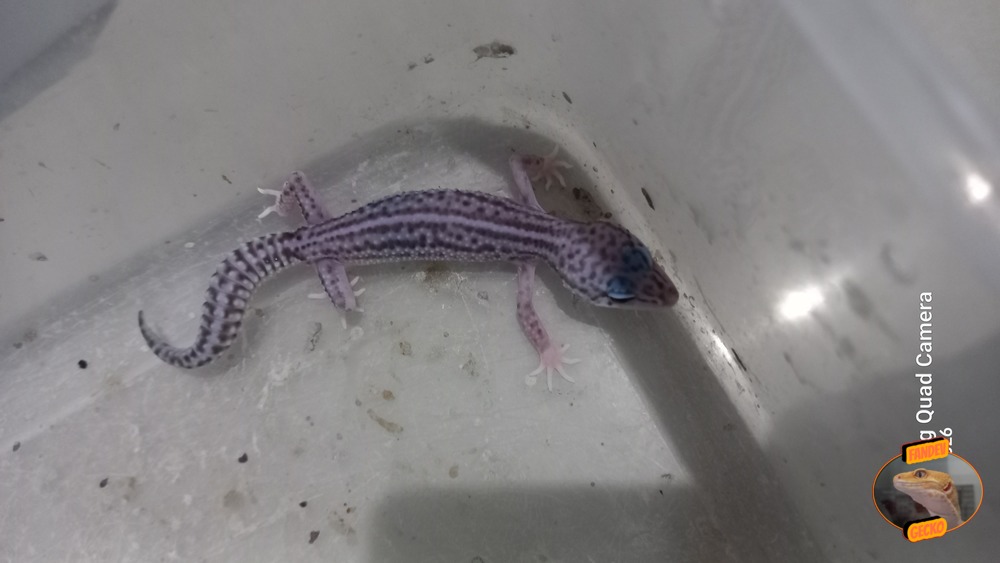 Super Snow Eclipse (Pied) h Tremper