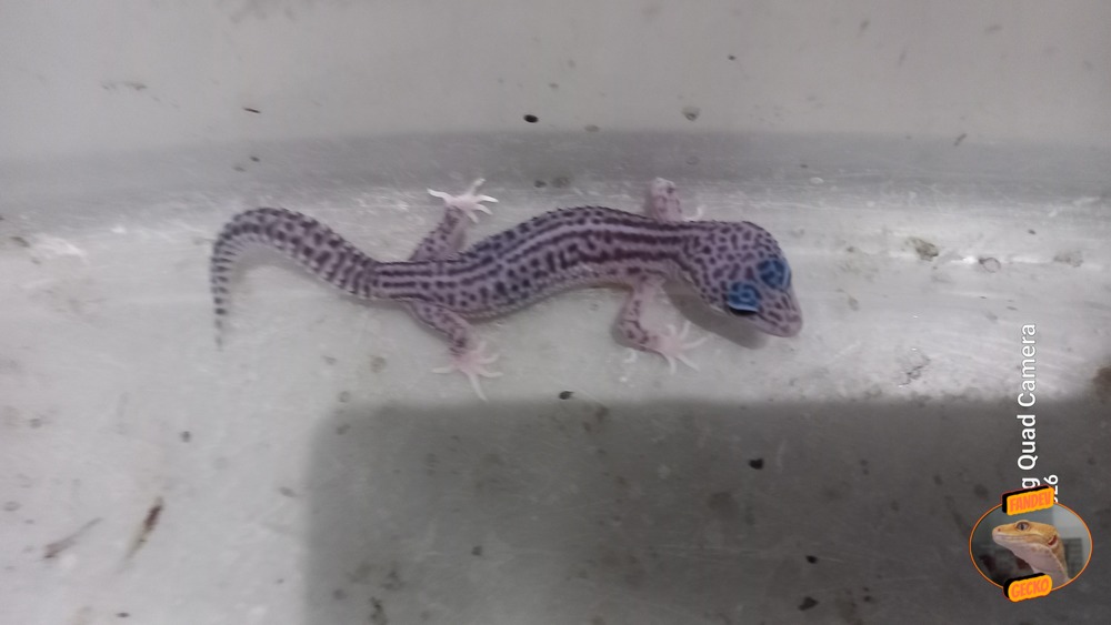 Super Snow Eclipse (Pied) h Tremper