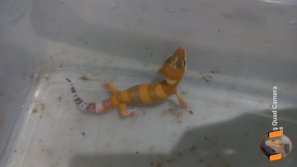Sunglow Tremper Lavender p Giant Albino