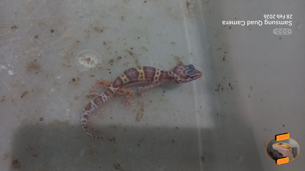 Macksnow Aptor h Eclipse Enigma Tremper Albino