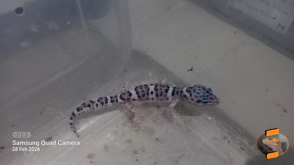 Macksnow h Eclipse h Tremper