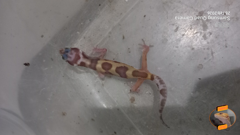 Macksnow Aptor h Eclipse Enigma Tremper Albino
