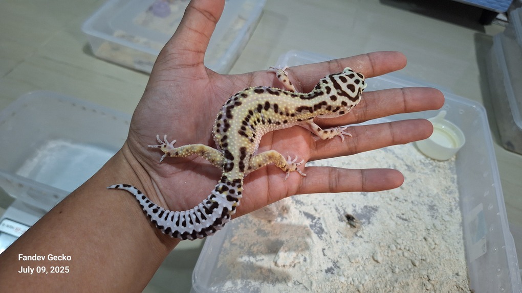 Bold Jungle Macksnow h Tremper