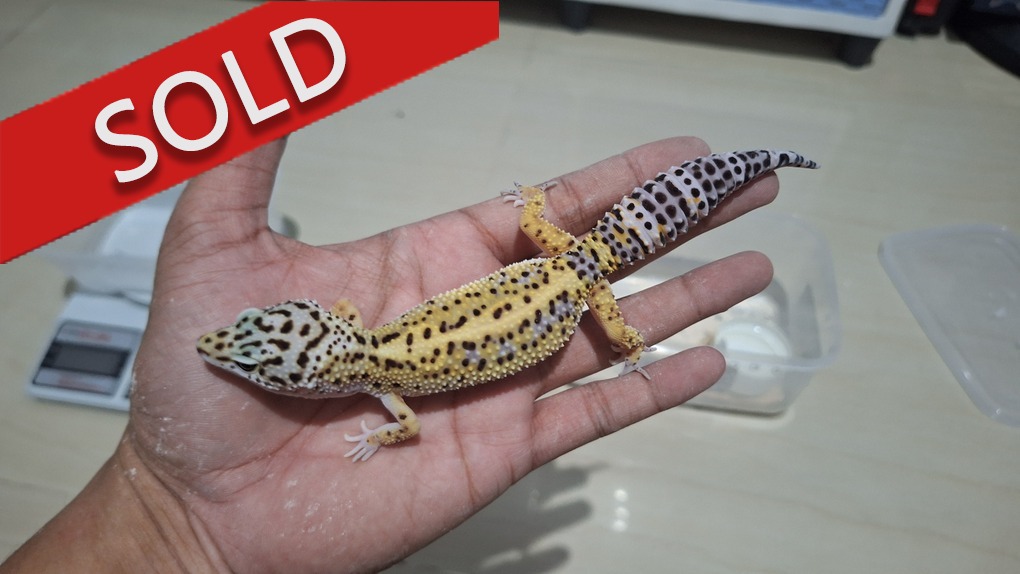 Blacknight Cross Bold Stripe h Tremper