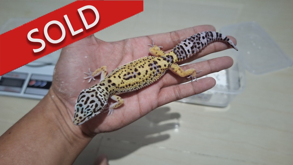 Blacknight Cross Bold Jungle h Tremper