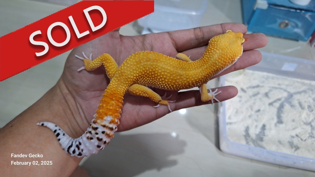 SHTCTB p Giant h Tremper