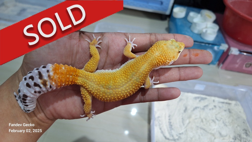 SHTCTB p Giant h Tremper