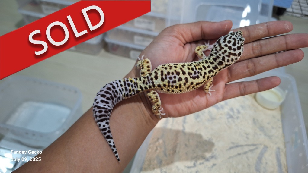 Blacknight Cross Macksnow h Tremper