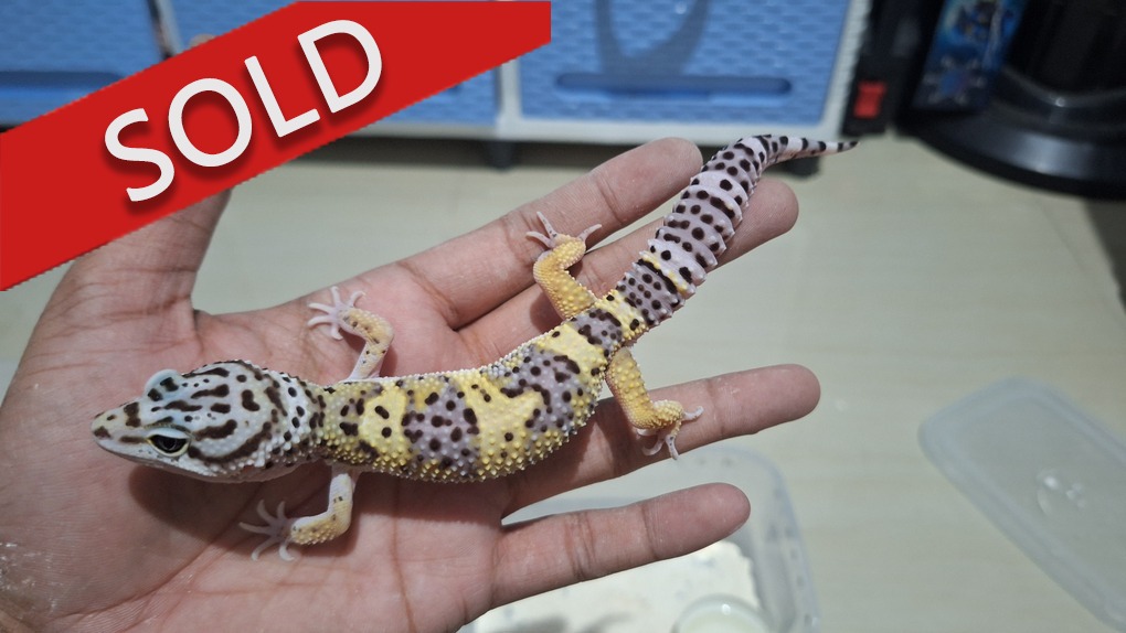 Blacknight Cross Macksnow h Tremper