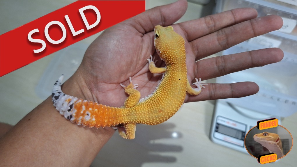 SHTCTB p Giant h Tremper (Kaki)
