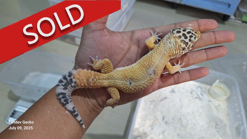 Blacknight Cross Hypo Tangerine p Giant h Tremper
