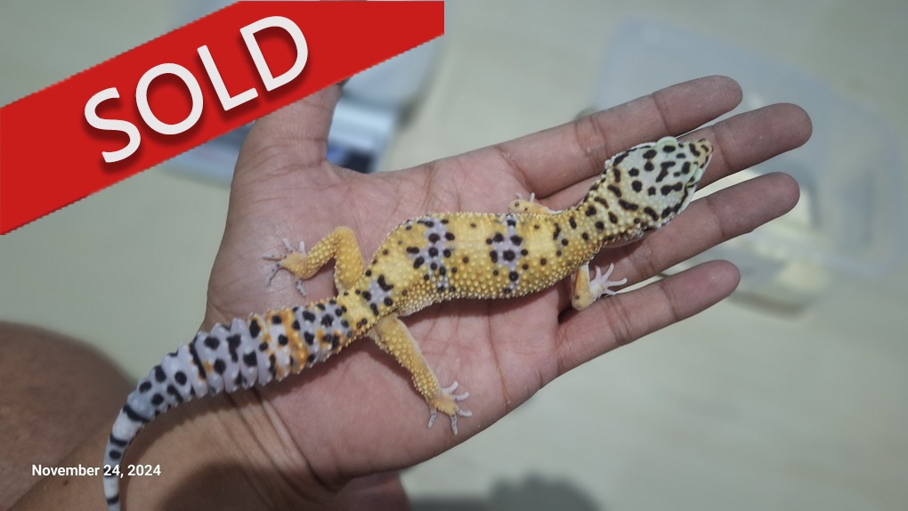 Blacknight Cross p Giant h Tremper