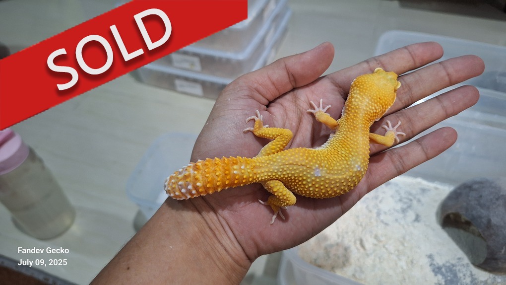 Sunglow Tremper p Giant Albino