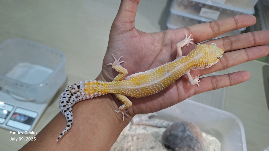 SHTCTB Giant ph Tremper