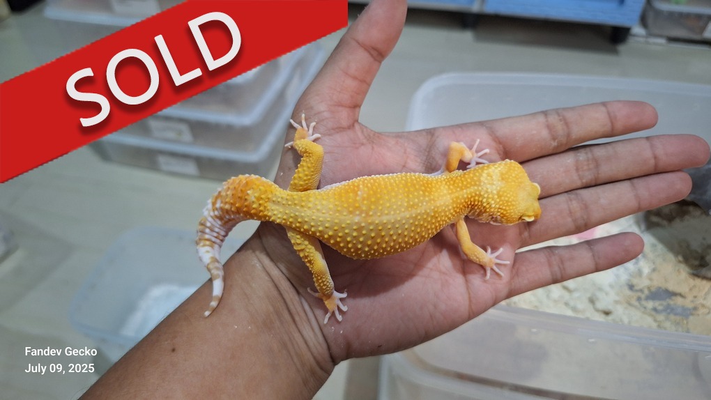 Sunglow Tremper p Giant Albino