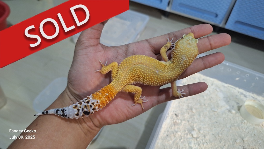 SHTCT p Giant h Tremper