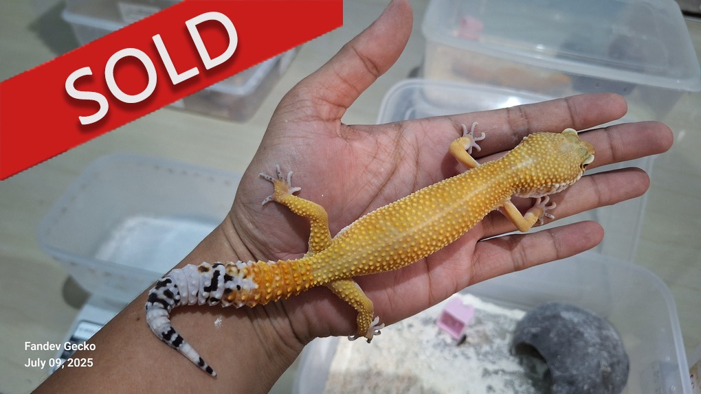 SHTCTB p Giant h Tremper