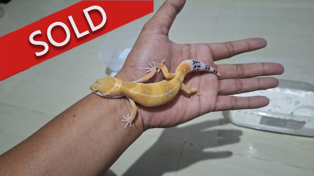 SHTCTB p Giant h Tremper