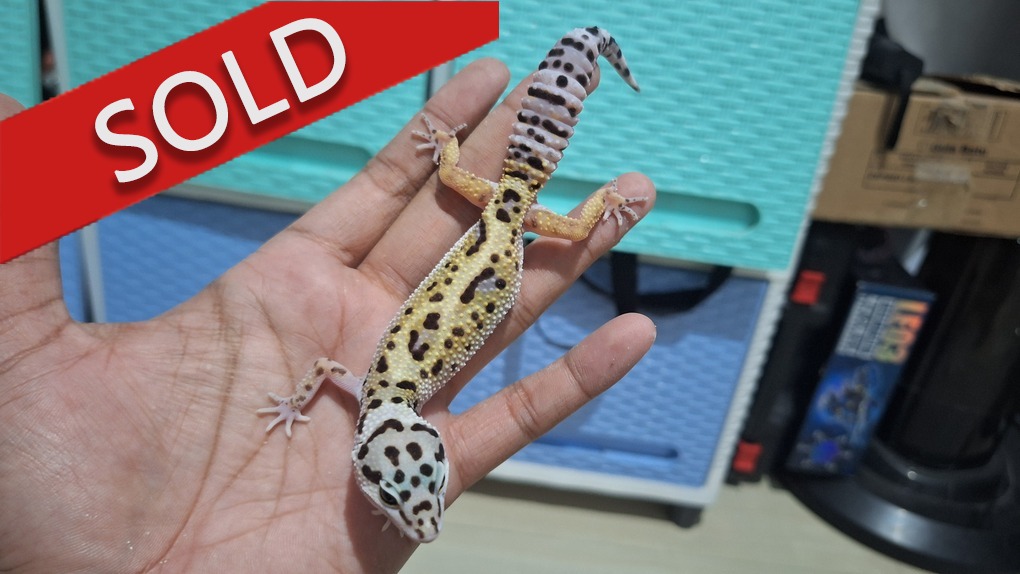 Blacknight Cross Bold Jungle Macksnow h Tremper