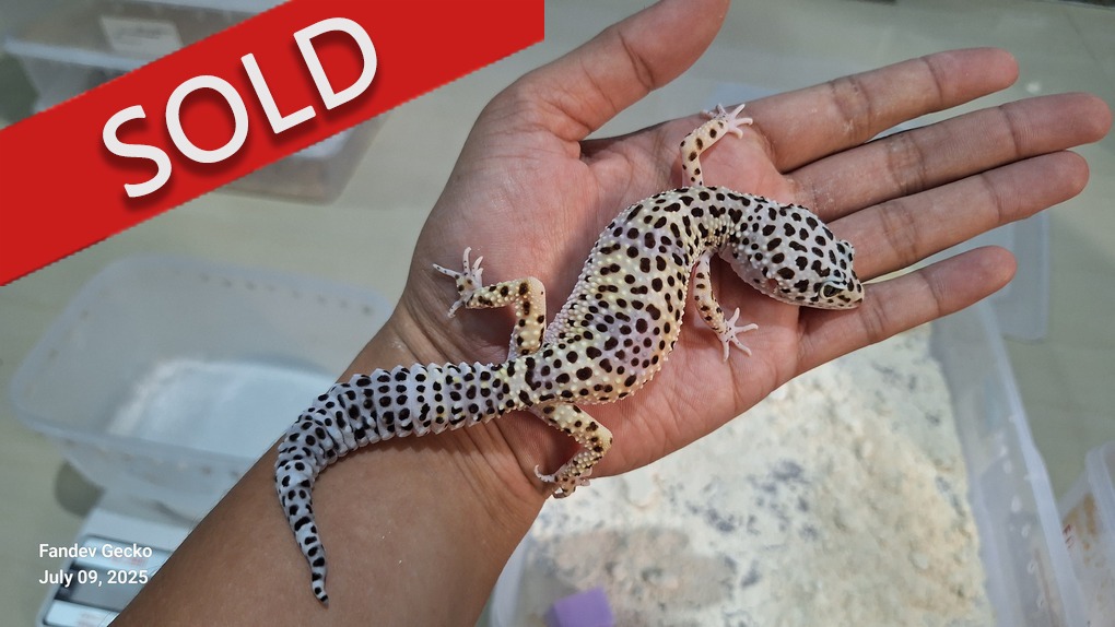 Blacknight Cross Macksnow h Tremper