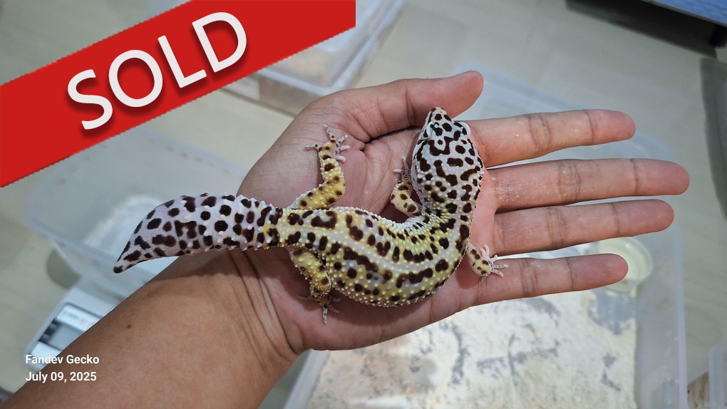 Blacknight Cross Bold Jungle Macksnow h Tremper