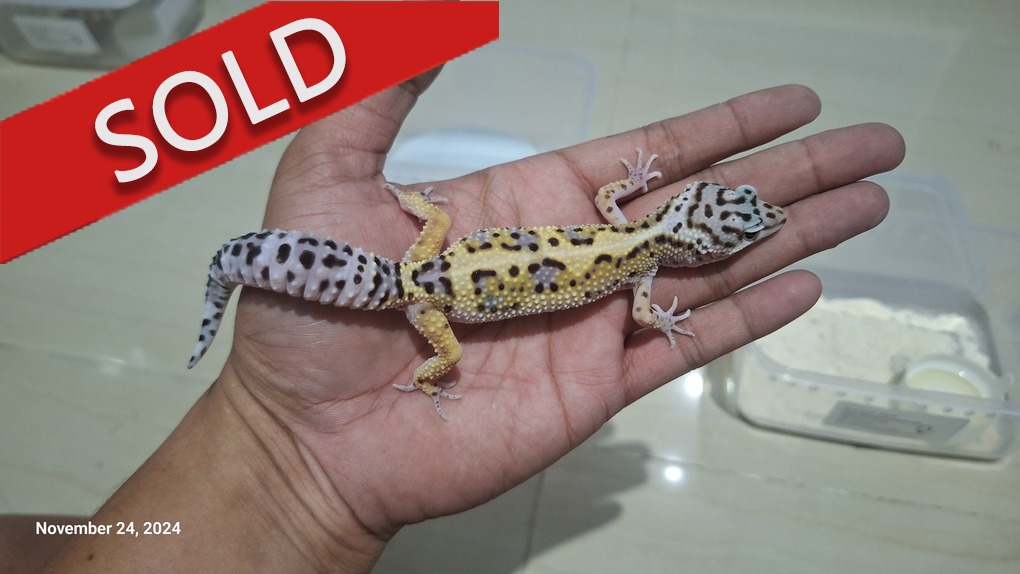 Blacknight Cross Bold Jungle Macksnow h Tremper