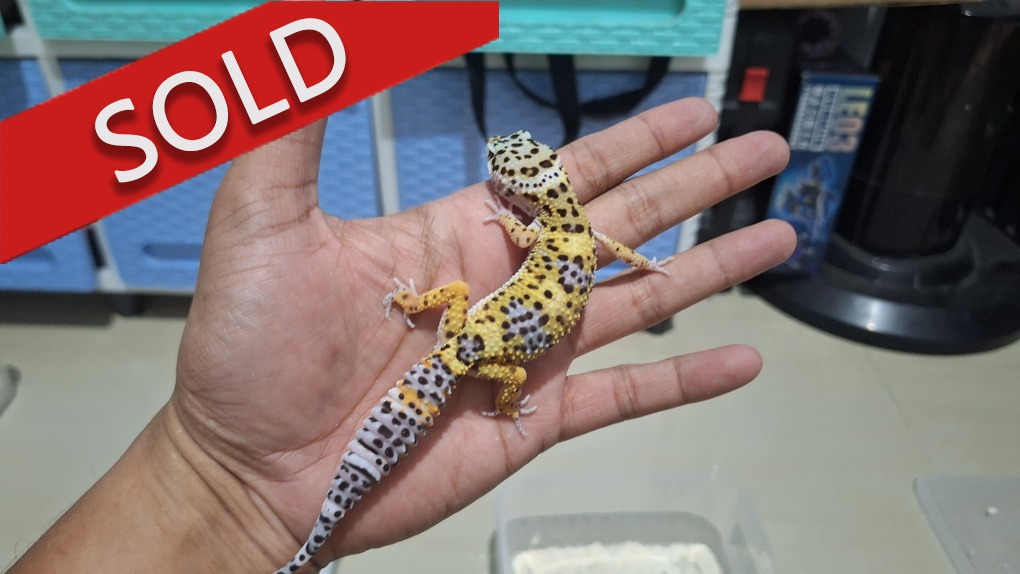 Blacknight Cross p Giant h Tremper