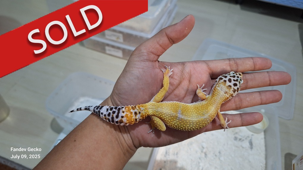 Blacknight Cross Hypo Tangerine p Giant h Tremper