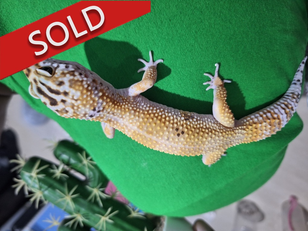 SHTCT Enigma h Tremper