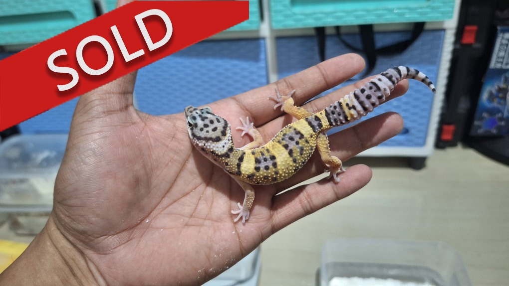 Blacknight Cross p Macksnow h Tremper