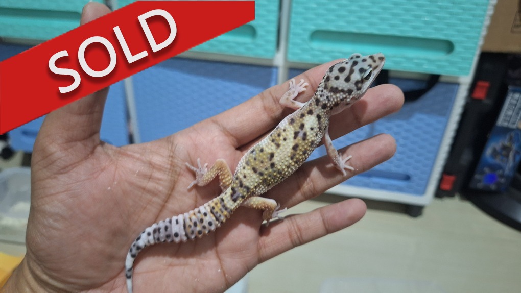 Blacknight Cross Macksnow h Tremper