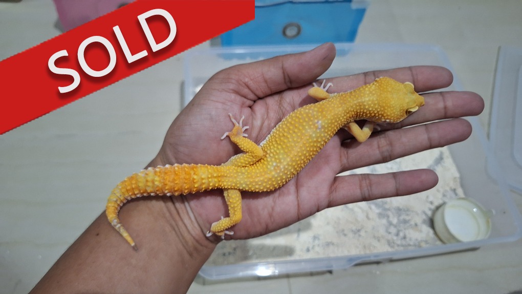 Sunglow Tremper Lavender p Giant Albino