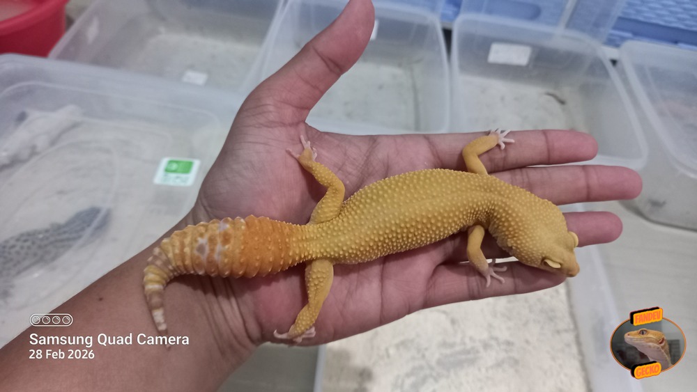 Sunglow Tremper p Giant Albino