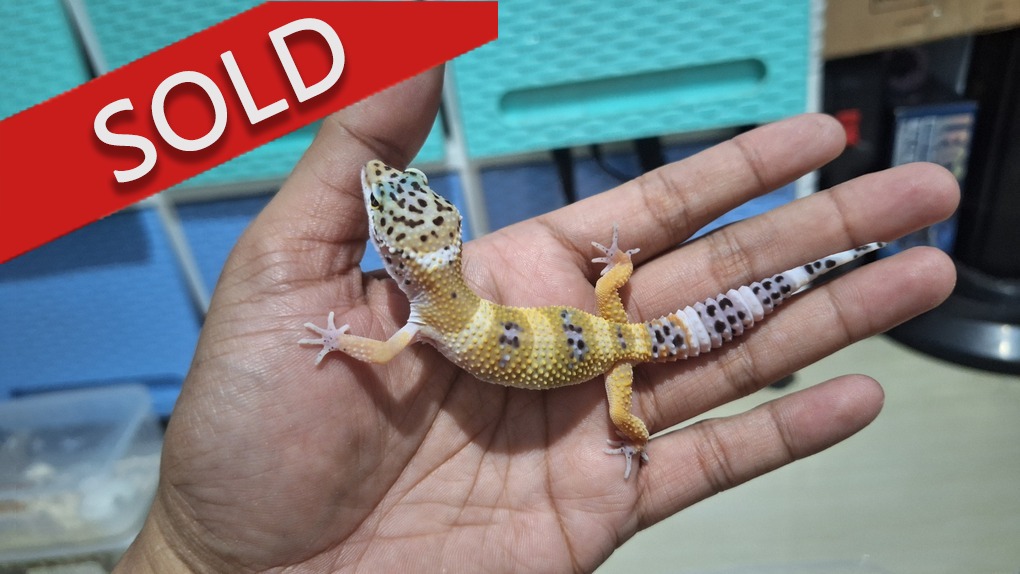 Blacknight Cross Tangerine p Giant h Tremper