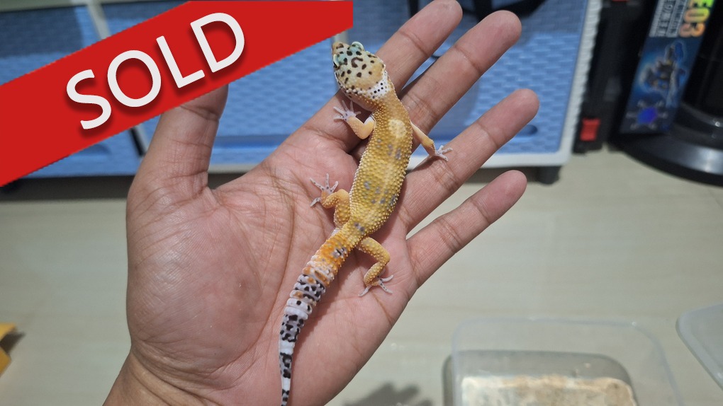 Blacknight Cross Hypo Tangerine p Giant h Tremper