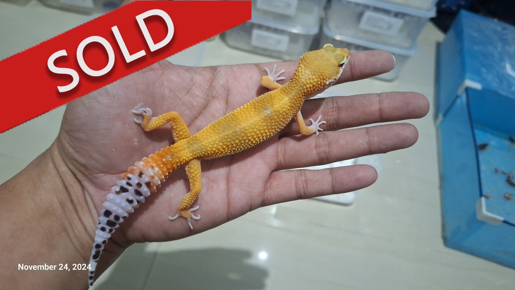 SHTCTB p Giant h Tremper