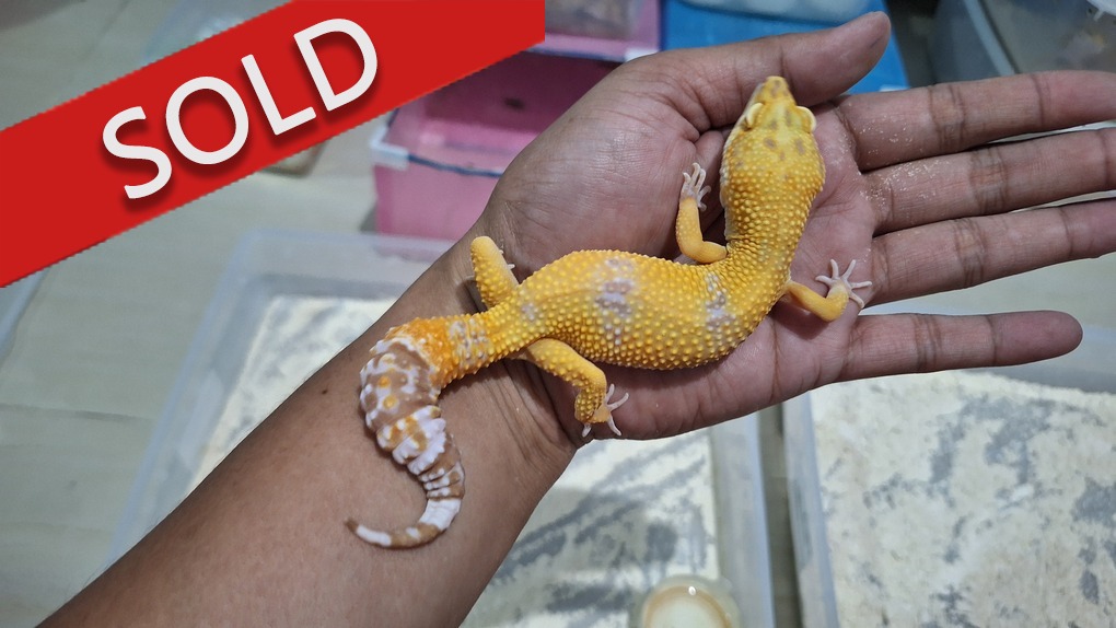 Sunglow Tremper Lavender p Giant Albino