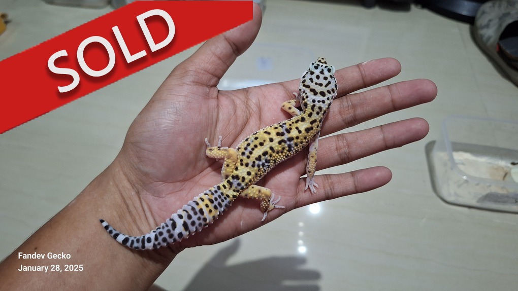 Blacknight Cross Bold Jungle Macksnow h Tremper
