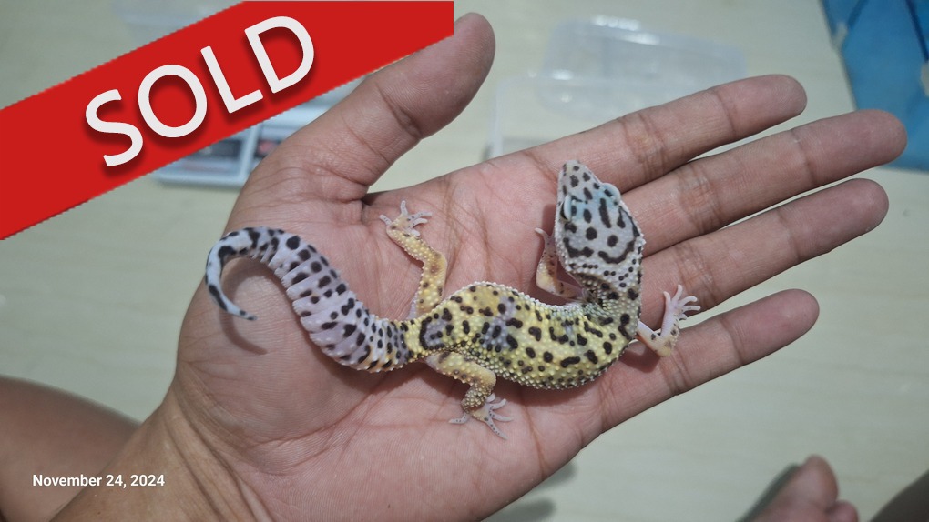 Blacknight Cross Macksnow h Tremper