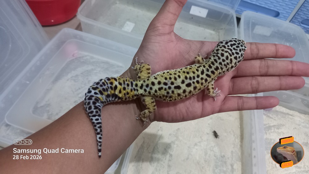 Blacknight ph Tremper