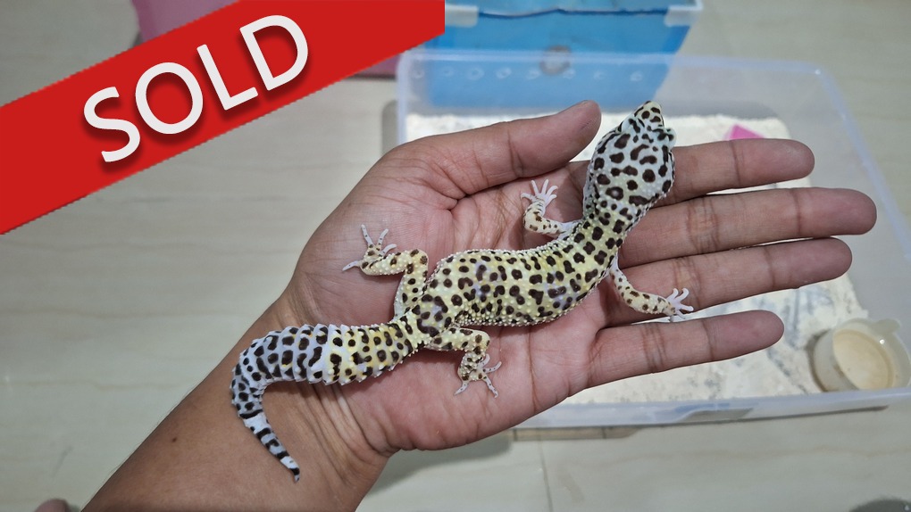 Blacknight Cross Macksnow h Tremper