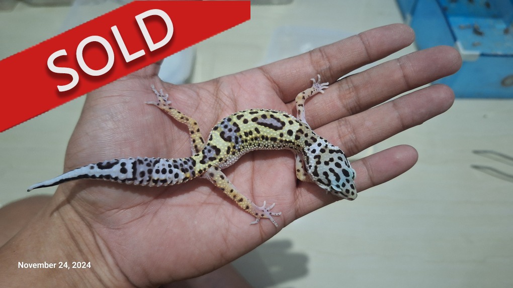 Blacknight Cross Macksnow h Tremper