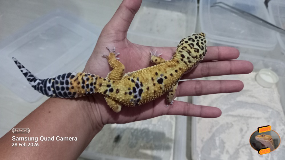 Blacknight Cross Tangerine p Giant h Tremper