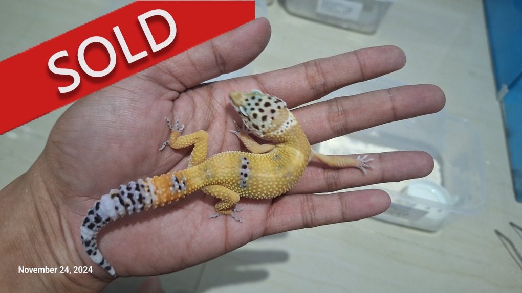 Blacknight Cross Hypo Tangerine p Giant h Tremper