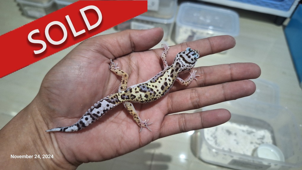 Blacknight Cross Bold Jungle Enigma Macksnow h Tremper