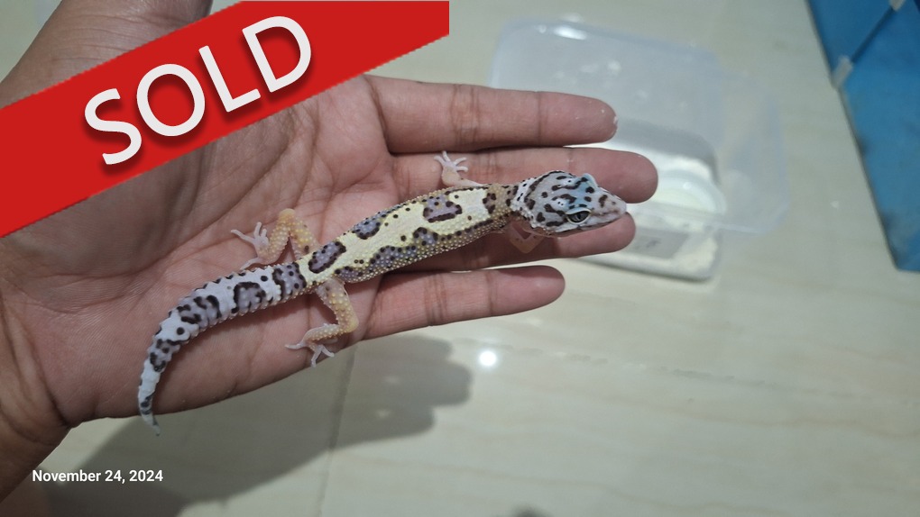 Blacknight Cross Bold Jungle Enigma Macksnow h Tremper