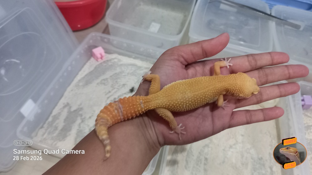 Sunglow Tremper Lavender p Giant Albino