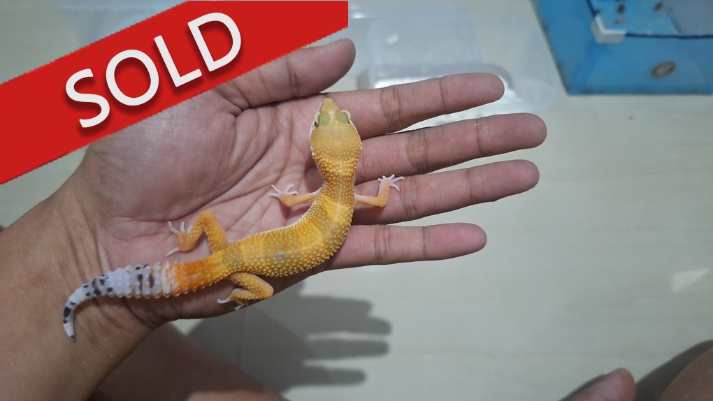 SHTCTB p Giant h Tremper